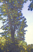 Singular Tree, 46 x 30, oil on linen