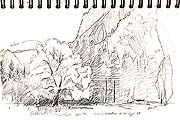 Tree in Cook's Field, Yosemite