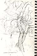 Cork Oaks, Provence