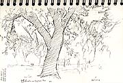 Oak, Yosemite